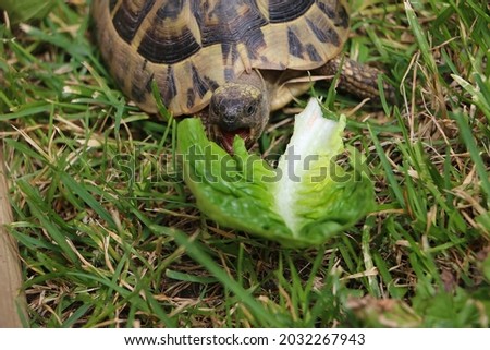 little land turtle in the grass eats a lettuce leaf