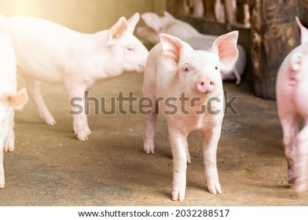 Pigs waiting feed,pig indoor on a farm yard. swine in the stall.Portrait animal. Royalty-Free Stock Photo #2032288517