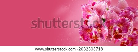 Floral banner with beautiful pink red peloric orchid flowers. Pink coral background with copy. Orchid called Pirate Picottee  Royalty-Free Stock Photo #2032303718