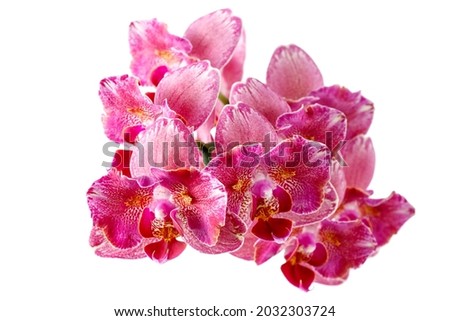Blooming peloric pink red orchid flowers phalaenopsis called Pirate Picottee isolated on white background. Home interior flowers