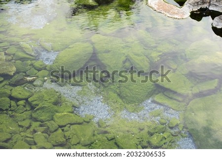 green moss on rocks under water
