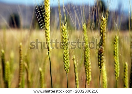 Gvatsa Zanduri - (Triticum monococcum L.) is one of the oldest species of wheat. The first botanical information about Gvatsa Zanduri belongs to I. Guldenstedt (XVIII c.). According to his description Royalty-Free Stock Photo #2032308218