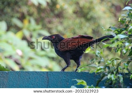 Greater coucal also known as crow pheasant, native to Southeast Asia and the Indian subcontinent. Scientific name - Centropus sinensis