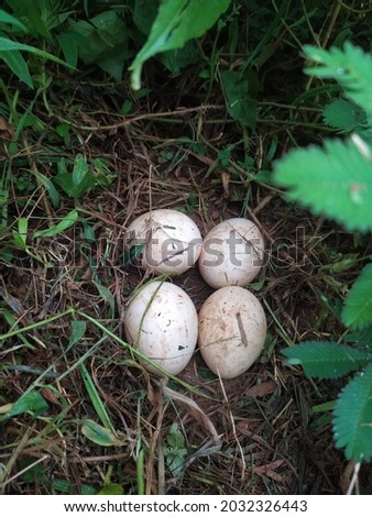 Peacock eggs at nest . Hatching time
