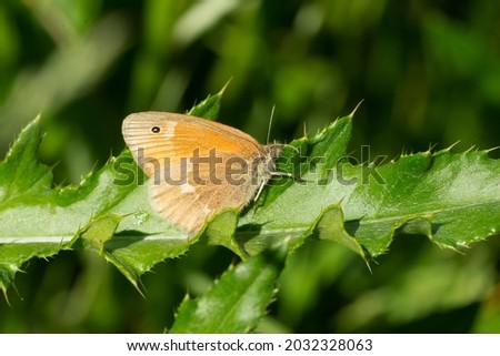 A Common Ringlet is resting on a spiny green leaf. Also known as a Large Heath. Taylor Creek Park, Toronto, Ontario, Canada. Royalty-Free Stock Photo #2032328063