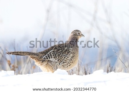 Female Pheasant, Phasianus colchicus, scavenging on the forest floor perched in snow during Winter season