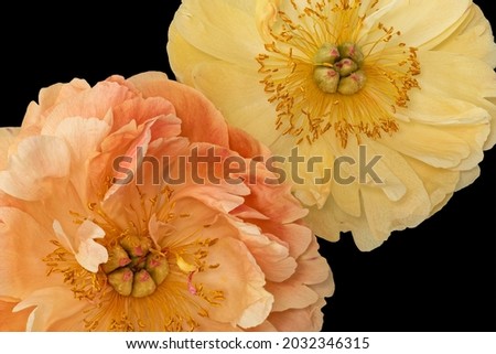 Isolated pastel orange yellow young peony blossom pair macro on black background in vintage painting style