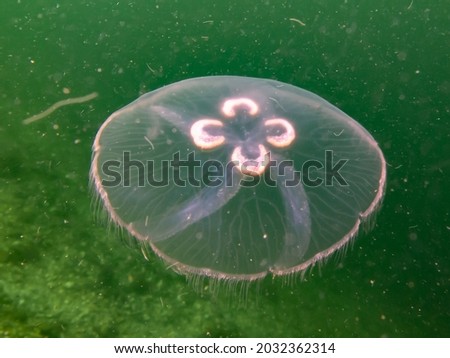 A Moon jellyfish or Aurelia aurita with yellow and green seaweed in the background. Picture from Oresund, Malmo Sweden. Cold green water 