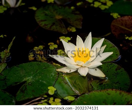 Beautiful white lily on dark background, close-up photo of lily or lotos flower 