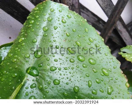 round bright water droplets on lotus leaf