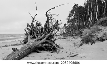 an uprooted tree on the west beach at Ahrenshoop in black and white, Fischland-Darß, Mecklenburg-Western Pomerania, Germany Royalty-Free Stock Photo #2032406606