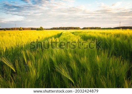 green barley field in spring, amazing rural landscape Royalty-Free Stock Photo #2032424879