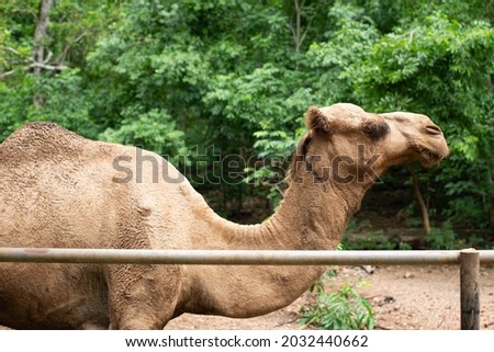 camel eating green grass in the zoo ,head portrait picture of camel