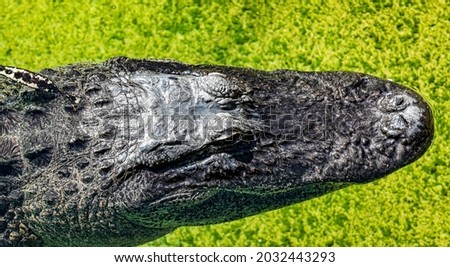 Looking down on an alligator head in green water