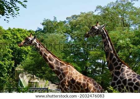 Giraffe camelopardalis - young giraffes in zoo