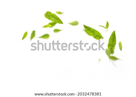 Flying leaves of green mint leaves falling in the air on white background. Summer levitation concept Royalty-Free Stock Photo #2032478381