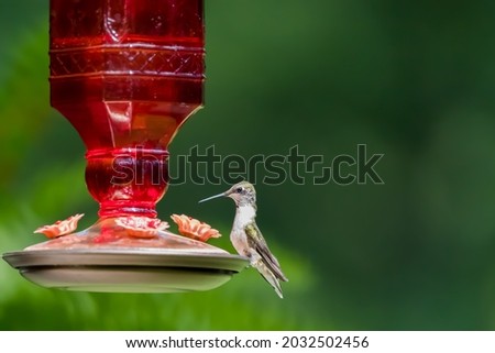 A Ruby Throated Hummingbird feeding at a red feeder with a green background. It is the most common hummingbird seen east of the Mississippi River in North America.