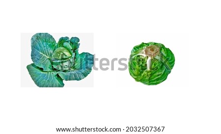 two pieces of cabbage isolated on white