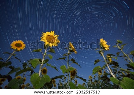 Sunflowers lit by moonlight against startrail. Starry night moody picture.
