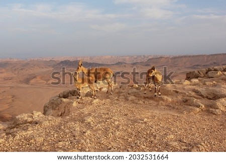 Ibex in the Negev desert in Mitzpe Ramon, Machtesh Ramon
