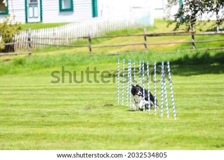 Dog competing in a competition. 