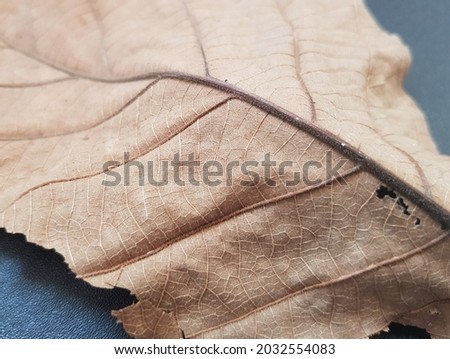 This is a close up photo of a dry, brown leaf, where the fibers and leaves are visible.
