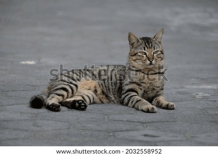 The striped cat is sitting and relaxing
