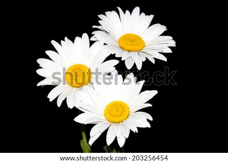 Daisies. Camomiles.  Beautiful white flowers on black background. Nice image, wallpaper, elegant greeting card.