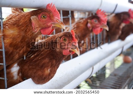 Domestic chickens on farms that produce healthy and fresh eggs. Chicken farming is a household business that has opportunities because the market always needs it                         Royalty-Free Stock Photo #2032565450