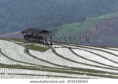 Beautiful scenery of the Pa Pong Piang rice terraces(paddy field) in the morning time at Mae-Jam,Chaingmai Province in Thailand.This location is very popular for photographers and tourists.