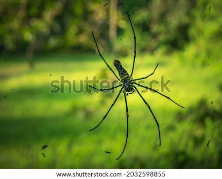 Giant spider with details spotted