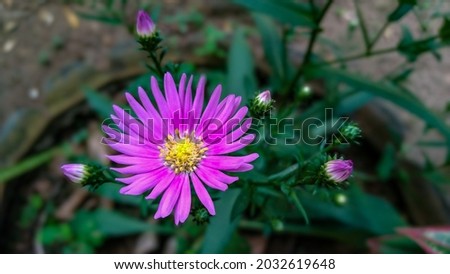Beliatta, Sri Lanka - August 28 2021: Purple Asteres flower with stud Italian Aster Amellus, Michaelmas Daisy, Beautiful garden plant with purple flowers
