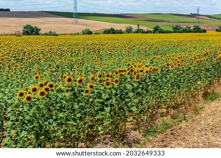 Sunflower Field. Beautiful sunflowers on sunny summer day.
