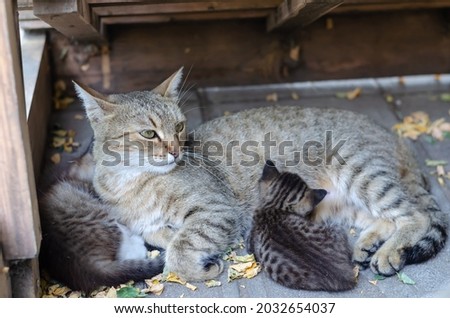 A homeless cat with two kittens on the street. A cat with beautiful eyes lies under a wooden canopy among fallen acacia leaves. Pets. Selective Focus.