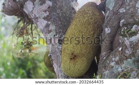 Jackfruit and jackfruit trees are hanging from a branch