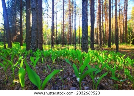 lilies of the valley landscape in the forest background, view of the forest green season