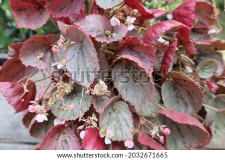 begonia martin's mystery. Leaves dull metallic rose pink, under surface of leaf dark red, main veins with reddish brown hairs. Petioles hairy.