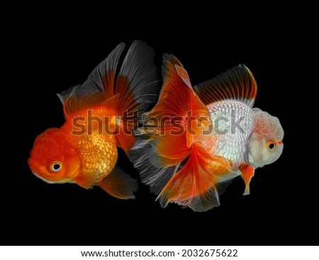 Gold fish isolated a  background