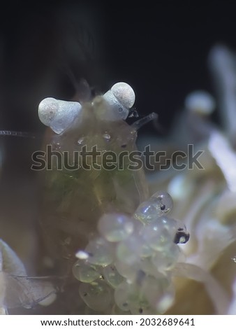 sea ​​animal shrimp laying eggs (underwater photo) location manado north sulawesi indonesian 21 october 2020