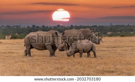 White Rhinoceros Ceratotherium simum Square-lipped Rhinoceros at Khama Rhino Sanctuary Kenya Africa.sunset Royalty-Free Stock Photo #2032703180