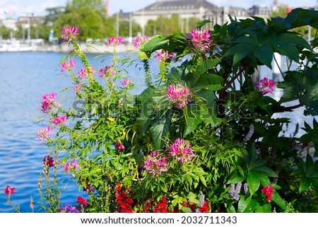 Beautiful red and pink flowers with city of Zurich in the background on a sunny summer day. Photo taken August 23rd, 2021, Zurich, Switzerland.
