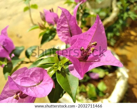 Beautiful purple bougainvillea flowers in front of the house