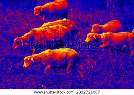 A flock of sheep in a pasture. Illustration of thermal image