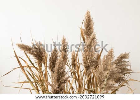 Close up of pampass grass in focus