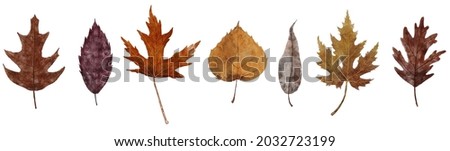Watercolor autumn leaves collection. Set of fall leaves in pastel colors. Oak, maple, birch and willow leaves. Detailed botanical illustration isolated on white background.