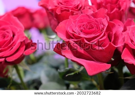 It's a red rose pic.