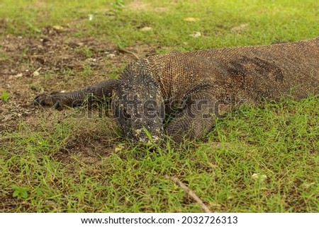close up of Komodo dragon on the ground and the grass in Komodo National Park.