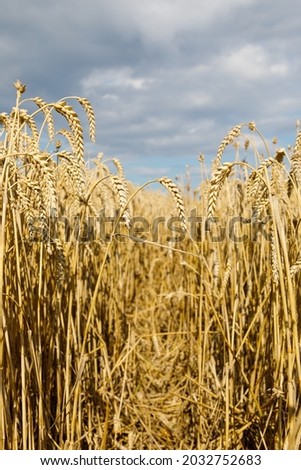 Field of golden wheat landscape