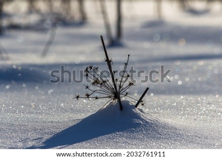 Dry umbellate plant lying in white soft snow, shiny beautiful snow