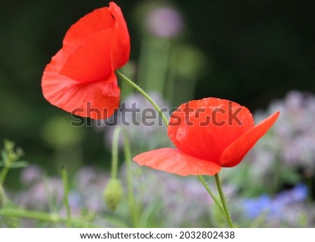 A close up photograph of a beautiful vibrant red poppy wild flower in a garden